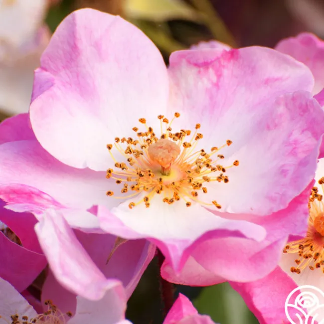 Carefree Delight®>Heirloom Roses New