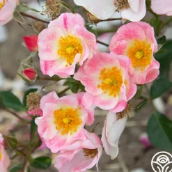 Carefree Delight®>Heirloom Roses New