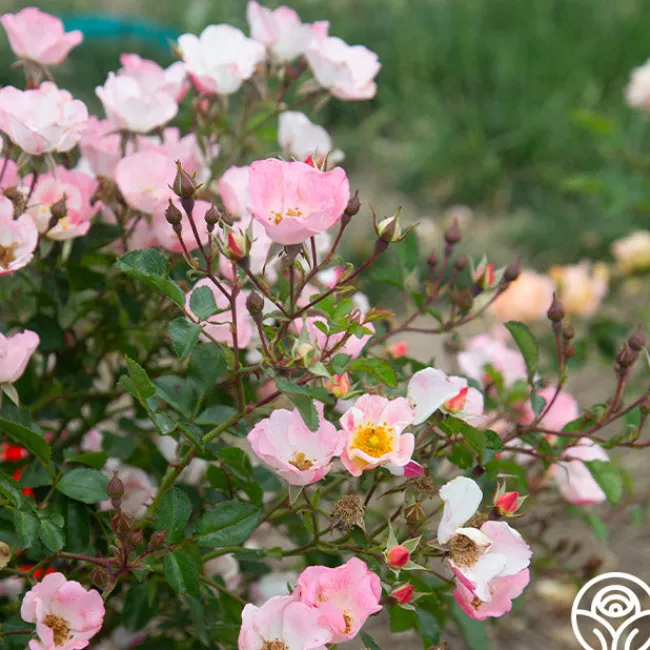 Carefree Delight®>Heirloom Roses New