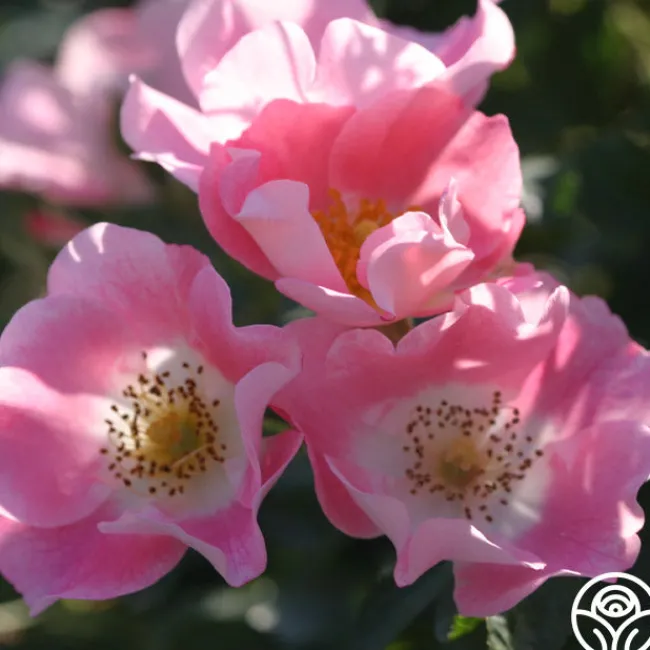 Carefree Delight®>Heirloom Roses New