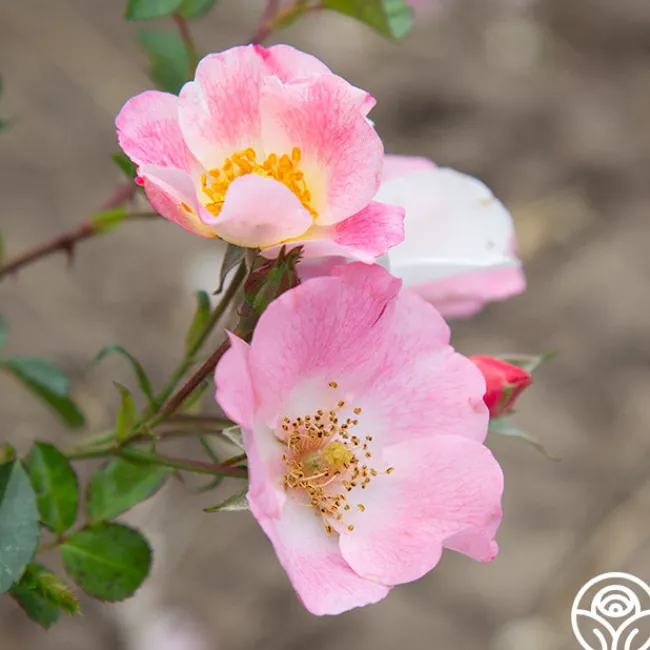Carefree Delight®>Heirloom Roses New