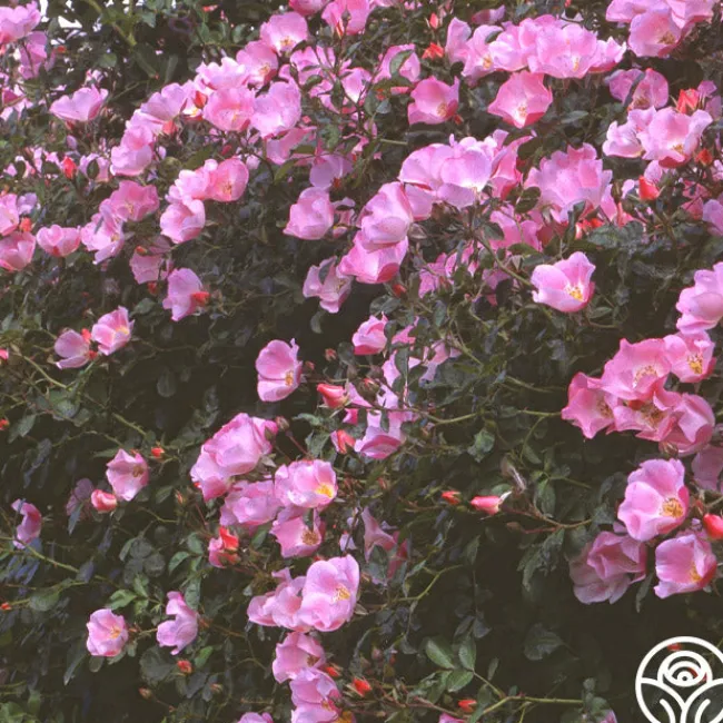 Carefree Delight®>Heirloom Roses New
