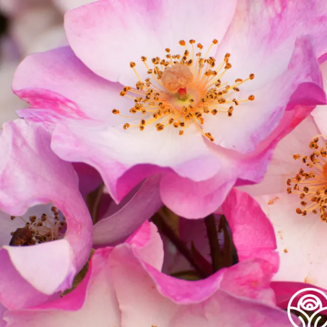 Carefree Delight®>Heirloom Roses New