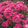 Carefree Spirit>Heirloom Roses