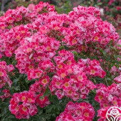 Carefree Spirit>Heirloom Roses