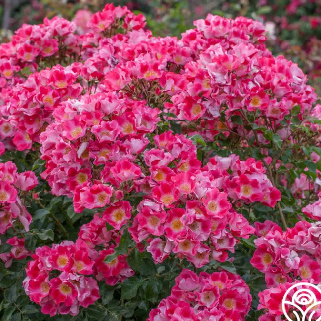 Carefree Spirit>Heirloom Roses