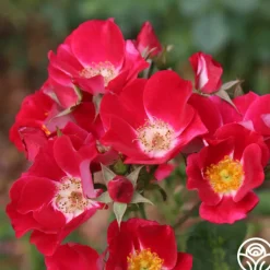 Carefree Spirit>Heirloom Roses