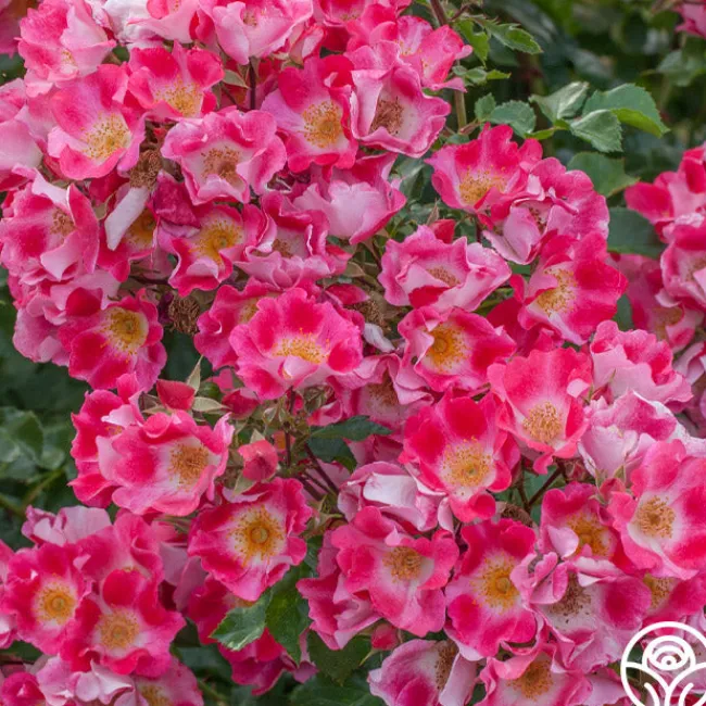 Carefree Spirit>Heirloom Roses