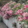 Carefree Wonder™>Heirloom Roses Online
