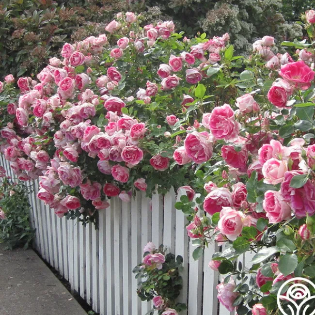 Carefree Wonder™>Heirloom Roses Online
