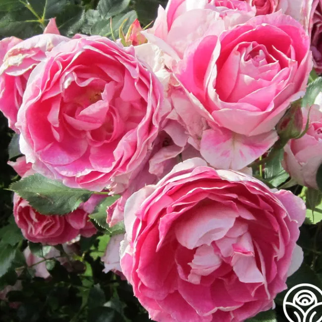 Carefree Wonder™>Heirloom Roses Online