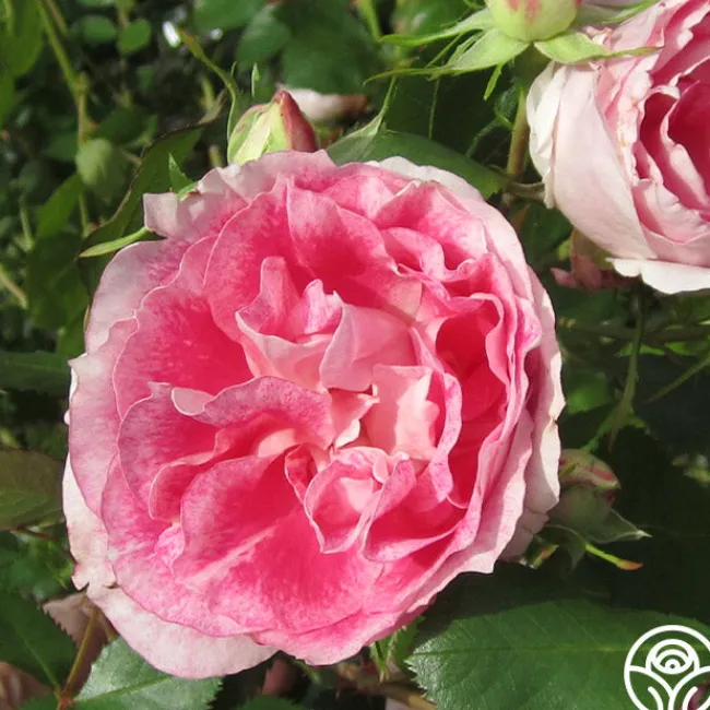 Carefree Wonder™>Heirloom Roses Online