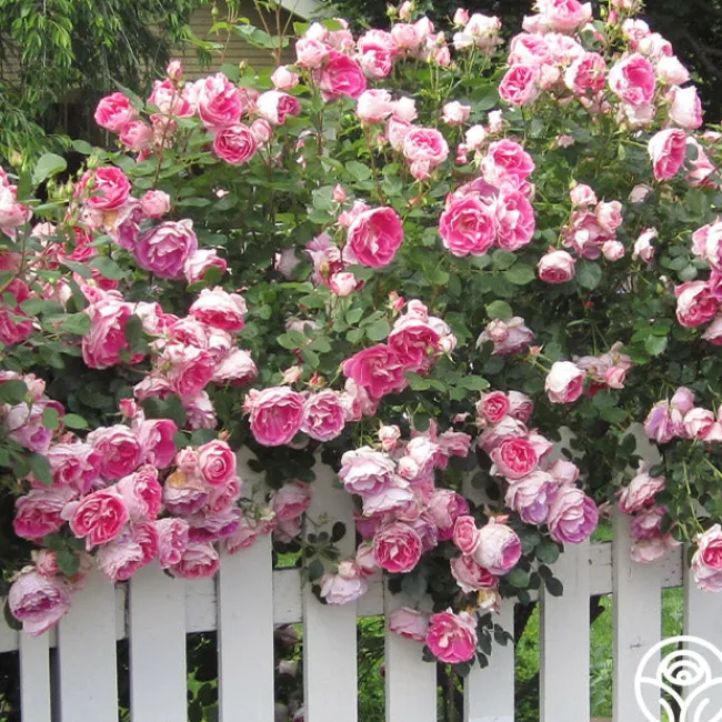 Carefree Wonder™>Heirloom Roses Online