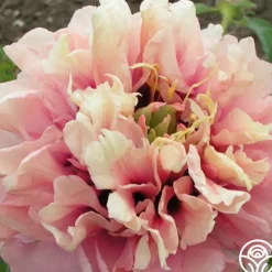 Caroline Constable>Heirloom Roses Hot