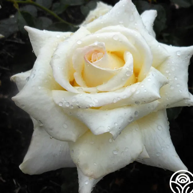Caroline de Monaco®™>Heirloom Roses Sale