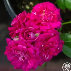 Casimir Moullé>Heirloom Roses New