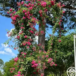 Casimir Moullé>Heirloom Roses New
