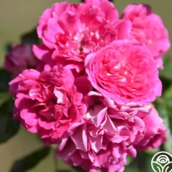Casimir Moullé><noscript><img width=