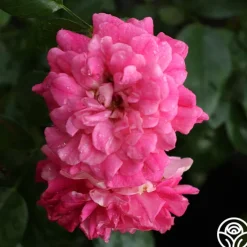 Casimir Moullé><noscript><img width=