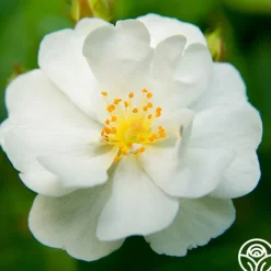 Cassie>Heirloom Roses New
