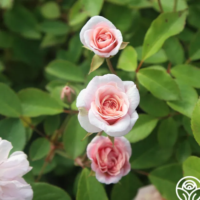 Cécile Brünner™>Heirloom Roses Online