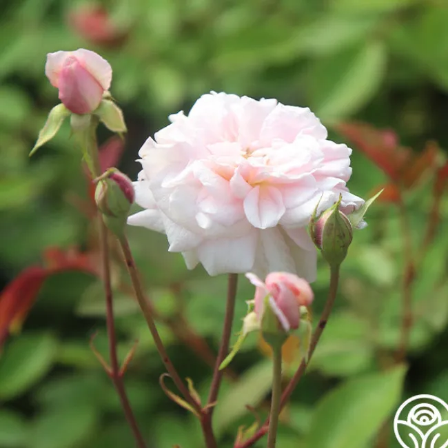 Cécile Brünner™>Heirloom Roses Online