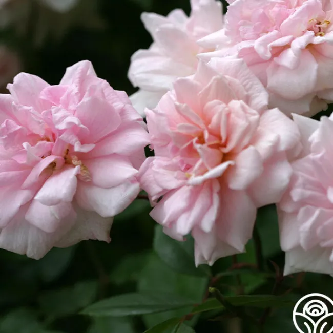 Cécile Brünner™>Heirloom Roses Online