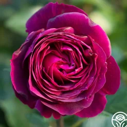 Celestial Night™>Heirloom Roses