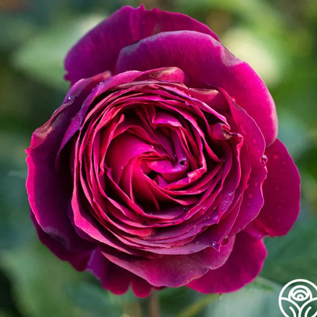 Celestial Night™>Heirloom Roses