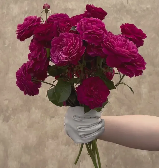 Celestial Night™>Heirloom Roses