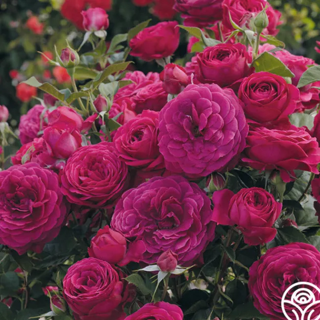 Celestial Night™>Heirloom Roses