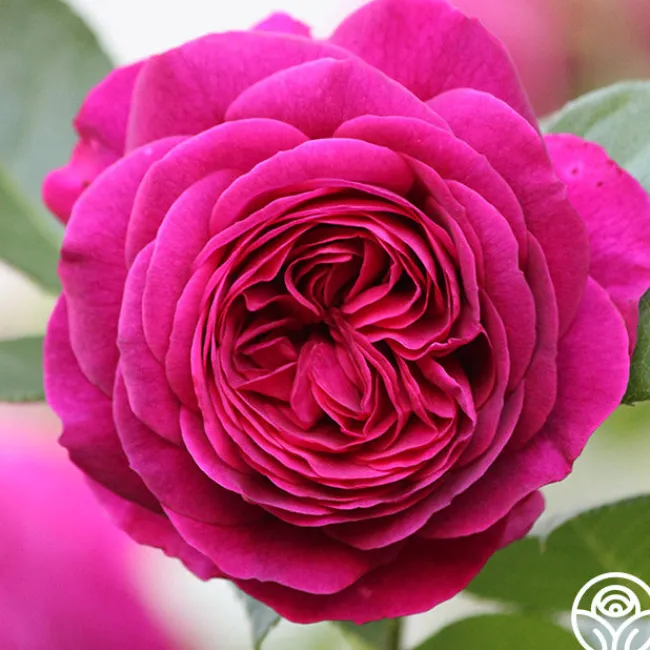 Celestial Night™>Heirloom Roses