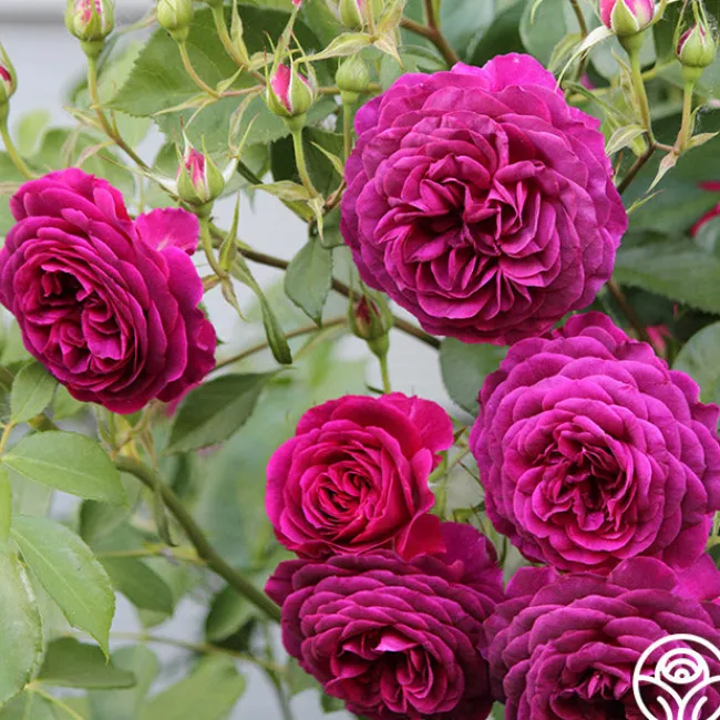 Celestial Night™>Heirloom Roses