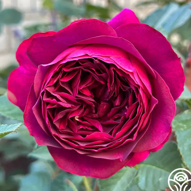 Celestial Night™>Heirloom Roses