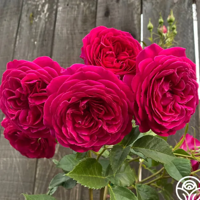 Celestial Night™>Heirloom Roses