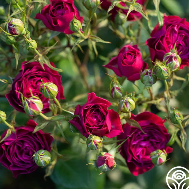 Celestial Night™>Heirloom Roses