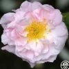 Celsiana>Heirloom Roses Hot