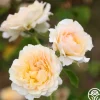 Celtic Pride™>Heirloom Roses Online
