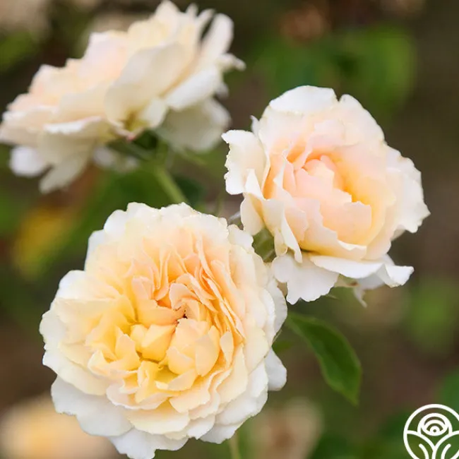 Celtic Pride™>Heirloom Roses Online