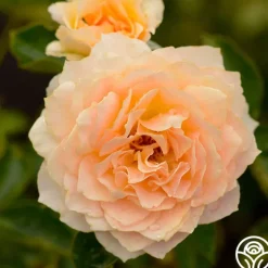 Celtic Pride™>Heirloom Roses Online