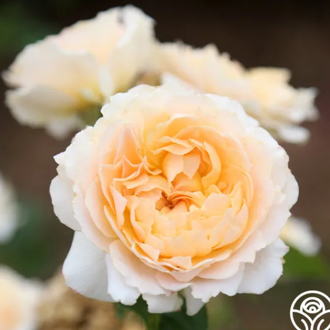 Celtic Pride™>Heirloom Roses Online