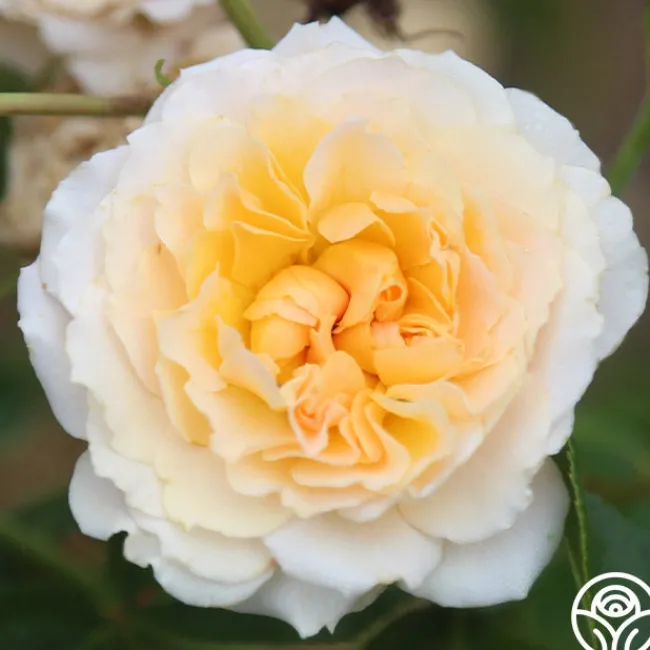 Celtic Pride™>Heirloom Roses Online