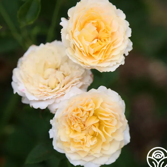 Celtic Pride™>Heirloom Roses Online
