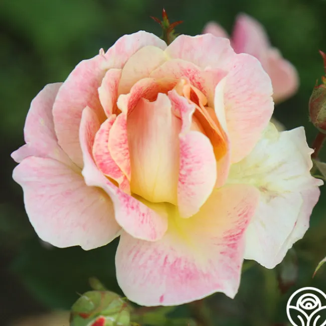 Champagne Cocktail>Heirloom Roses Hot