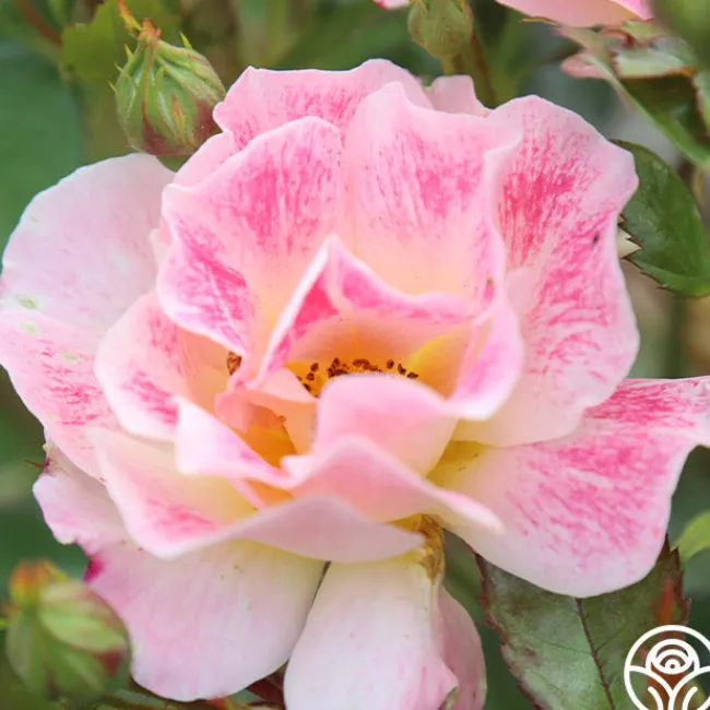 Champagne Cocktail>Heirloom Roses Hot