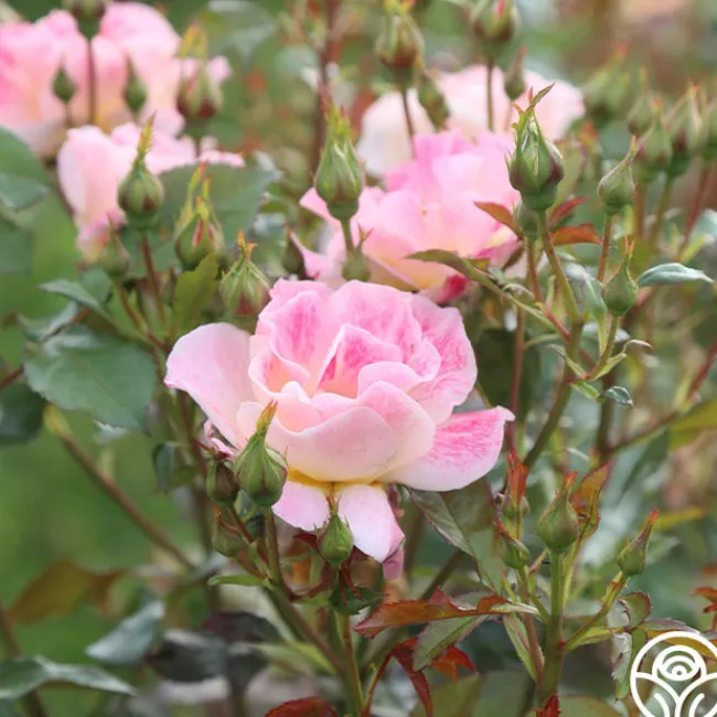 Champagne Cocktail>Heirloom Roses Hot