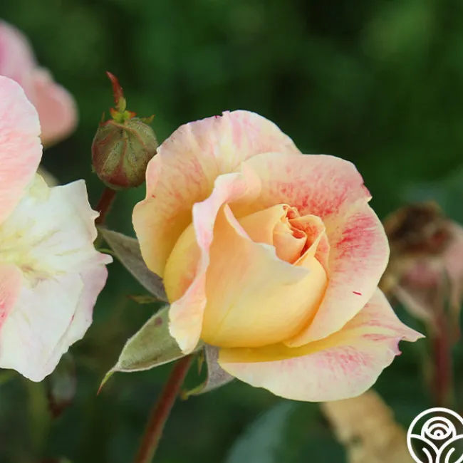 Champagne Cocktail>Heirloom Roses Hot