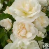Champagne Wishes>Heirloom Roses Discount