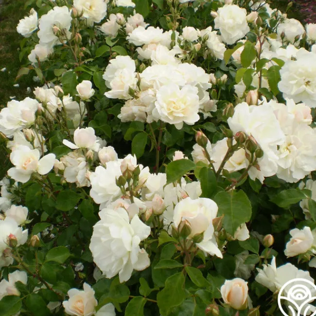 Champagne Wishes>Heirloom Roses Discount