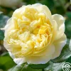 Charles Darwin®>Heirloom Roses Discount